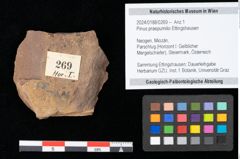 Foto (Objekt + Etikett) von Pinus praepumilio Ettingshausen (NHMW-GEO-2024-0188-0269)